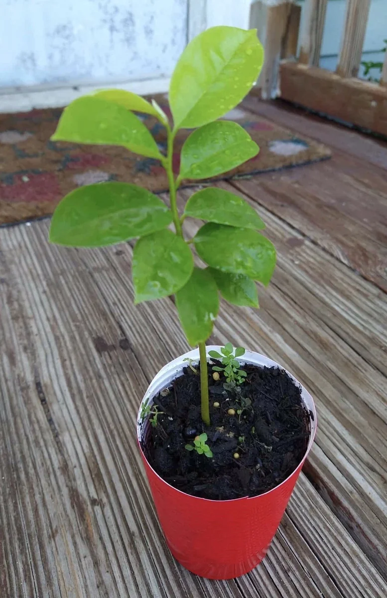 Annona Muricata Graviola Soursop Guanabana Live Plant Starter - 5-9 inches Tall Tropical Tree - Image 2