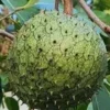 Annona Muricata Mountain Soursop Live Plant 12-20 inch Tree Tropical Outdoor - Image 1