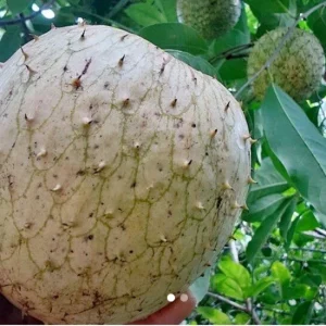 Annona Muricata Mountain Soursop Live Plant – 12-20 Inch Tropical Fruit Tree - Image 6