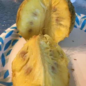 Annona Muricata Mountain Soursop Live Plant 12-20 inch Tree Tropical Outdoor - Image 7