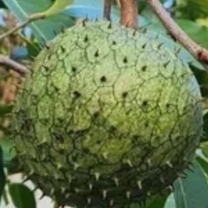 Annona Muricata Mountain Soursop Tree Live Plant 5-9 Inches Tall - Organic Growth - Image 1