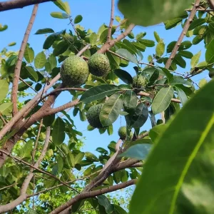 Annona Muricata Mountain Soursop Tree Live Plant 5-9 Inches Tall - Organic Growth - Image 7