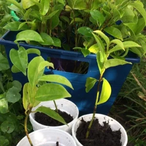 Annona Muricata Mountain Soursop Tree Live Plant – Organic 5-9 inch Tropical Fruit Tree - Image 4