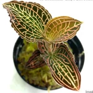 Anoectochilus Albolineatus Jewel Orchid Live Plant – 2 inch Pot – Indoor - Image 1