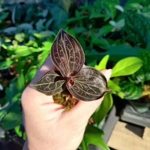 Anoectochilus Chapaensis Golden Jewel Orchid Live Plant - 4 inch Pot - Houseplant - Image 1