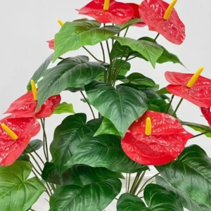 Anthurium Caliente Live Plant Starter - Vibrant Houseplant - Image 1