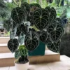 Anthurium Clarinervium Live Plant – 4 inch Houseplant, Potted - Image 1