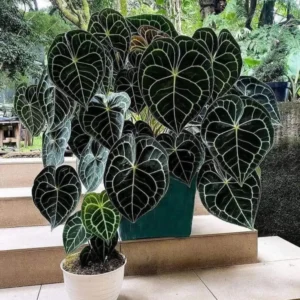 Anthurium Clarinervium Starter Plant – Live Indoor Houseplant – Exotic Foliage - Image 1