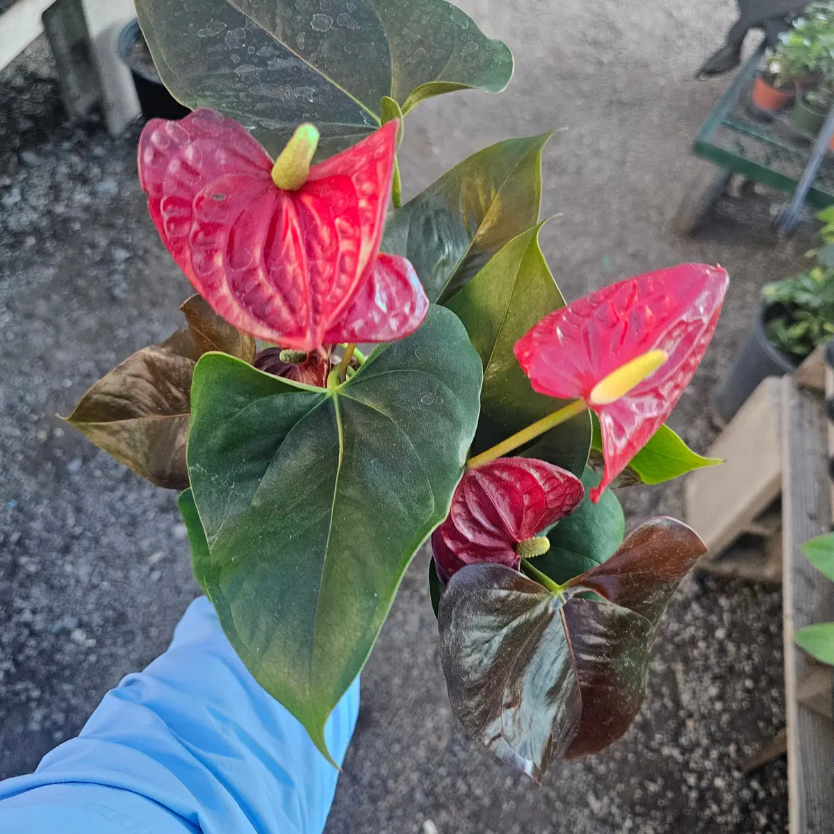 Anthurium 'Coral Champion' Red Live Plant – 4in Pot Flowering Houseplant - Image 2