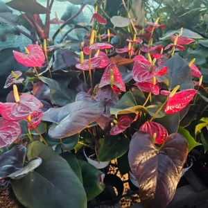 Anthurium 'Coral Champion' Red Live Plant – 4in Pot Flowering Houseplant - Image 3