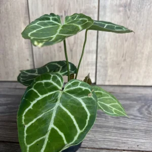 Anthurium Crystallinum Live Plant – 4 inch Potted Houseplant – Indoor - Image 2