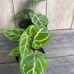 Anthurium Crystallinum Live Plant – 4 inch Potted Houseplant – Indoor - Image 3