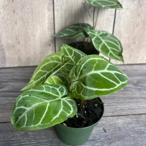 Anthurium Crystallinum Live Plant – 4 inch Potted Houseplant – Indoor - Image 4