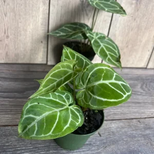 Anthurium Crystallinum Live Plant – 4 inch Potted Houseplant – Indoor - Image 6