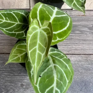 Anthurium Crystallinum Live Plant – 4 inch Potted Houseplant – Indoor - Image 7