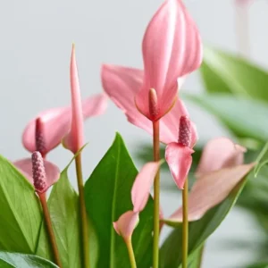 Anthurium Lilli Pink Flower Live Plant - Potted Houseplant Starter - Image 1