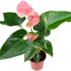 Anthurium Live Plant – 4 inch Potted Tropical Houseplant – Indoor Flowering Plant - Image 1