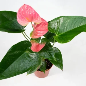Anthurium Live Plant – 4 inch Potted Tropical Houseplant – Indoor Flowering Plant - Image 2