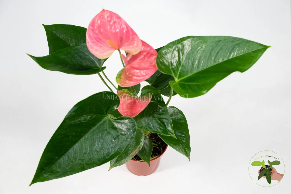 Anthurium Live Plant – 4 inch Potted Tropical Houseplant – Indoor Flowering Plant - Image 2