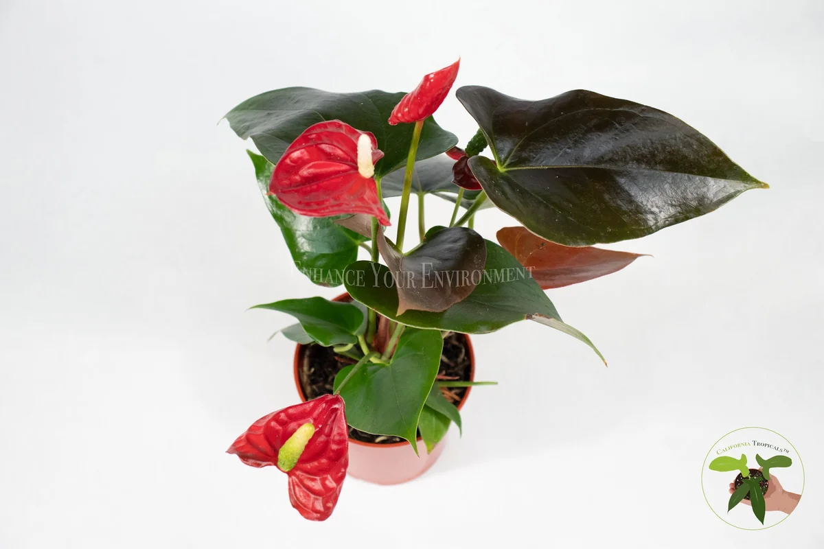 Anthurium Live Plant – 4 inch Potted Tropical Houseplant – Indoor Flowering Plant - Image 3