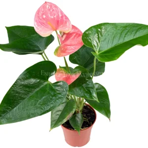 Anthurium Live Plant – 4 inch Potted Tropical Houseplant – Indoor Flowering Plant - Image 1