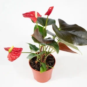 Anthurium Live Plant – 4 inch Potted Tropical Houseplant – Indoor Flowering Plant - Image 4