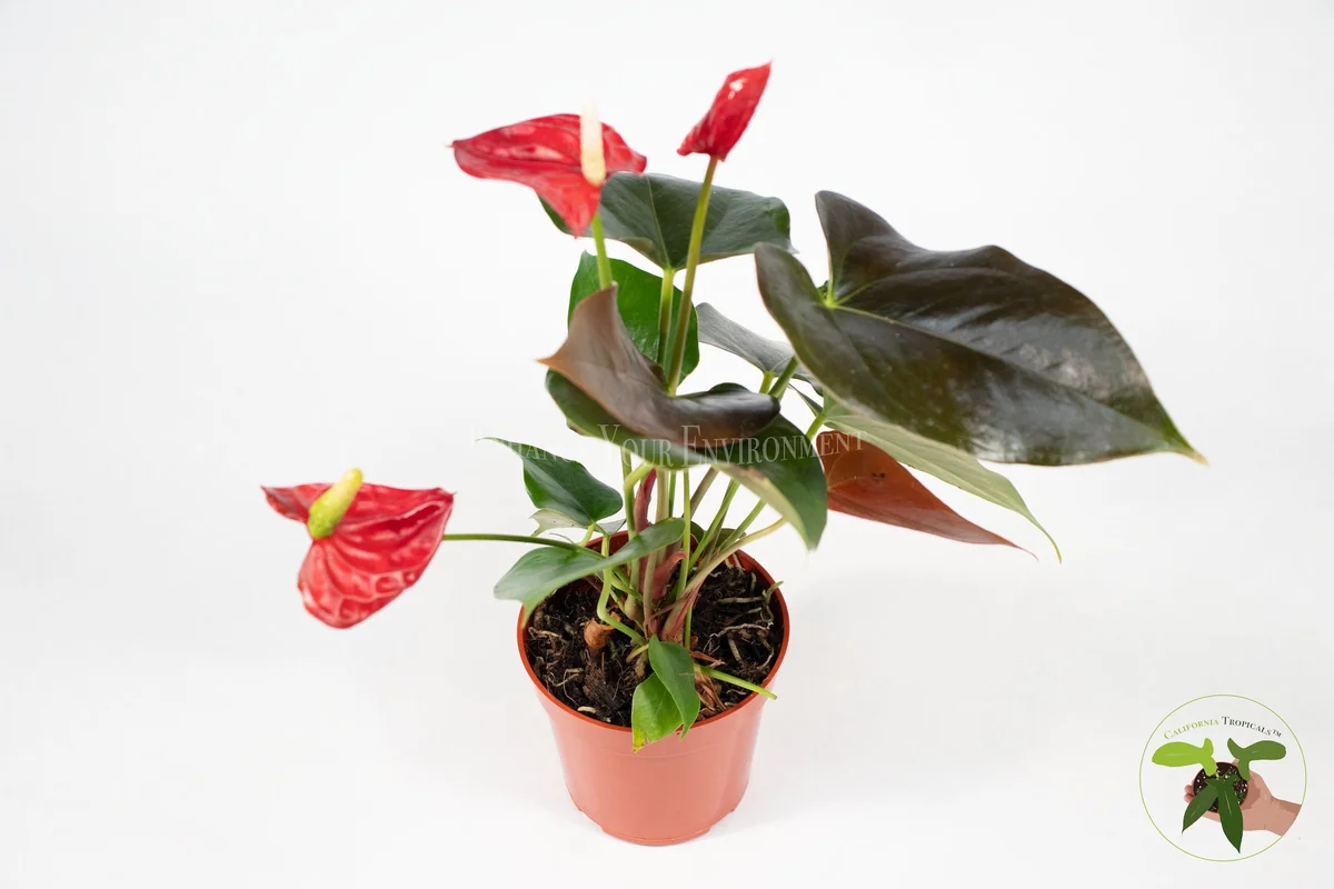 Anthurium Live Plant – 4 inch Potted Tropical Houseplant – Indoor Flowering Plant - Image 4