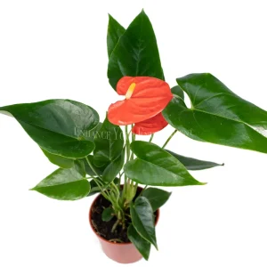 Anthurium Live Plant – 4 inch Potted Tropical Houseplant – Indoor Flowering Plant - Image 5