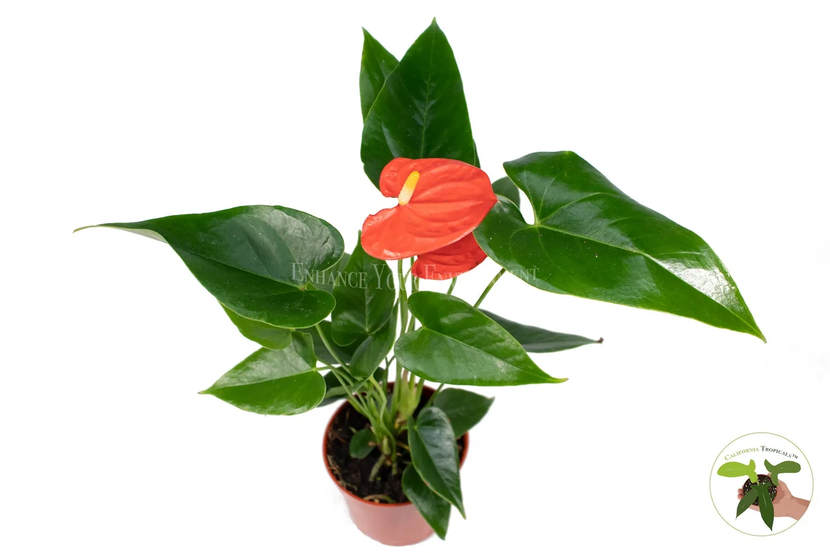 Anthurium Live Plant – 4 inch Potted Tropical Houseplant – Indoor Flowering Plant - Image 5