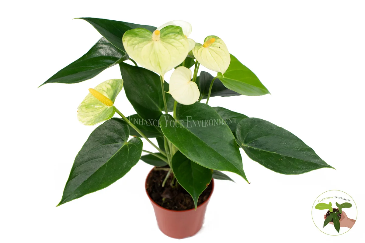 Anthurium Live Plant – 4 inch Potted Tropical Houseplant – Indoor Flowering Plant - Image 6
