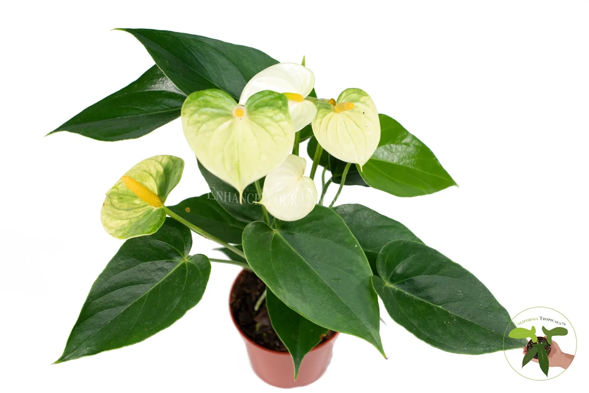 Anthurium Live Plant – 4 inch Potted Tropical Houseplant – Indoor Flowering Plant - Image 7