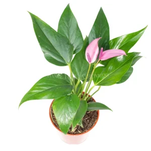 Anthurium Live Plant – 4 inch Potted Tropical Houseplant – Indoor Flowering Plant - Image 8