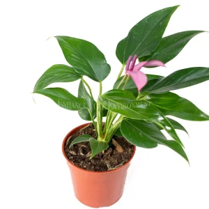 Anthurium Live Plant – 4 inch Potted Tropical Houseplant – Indoor Flowering Plant - Image 9