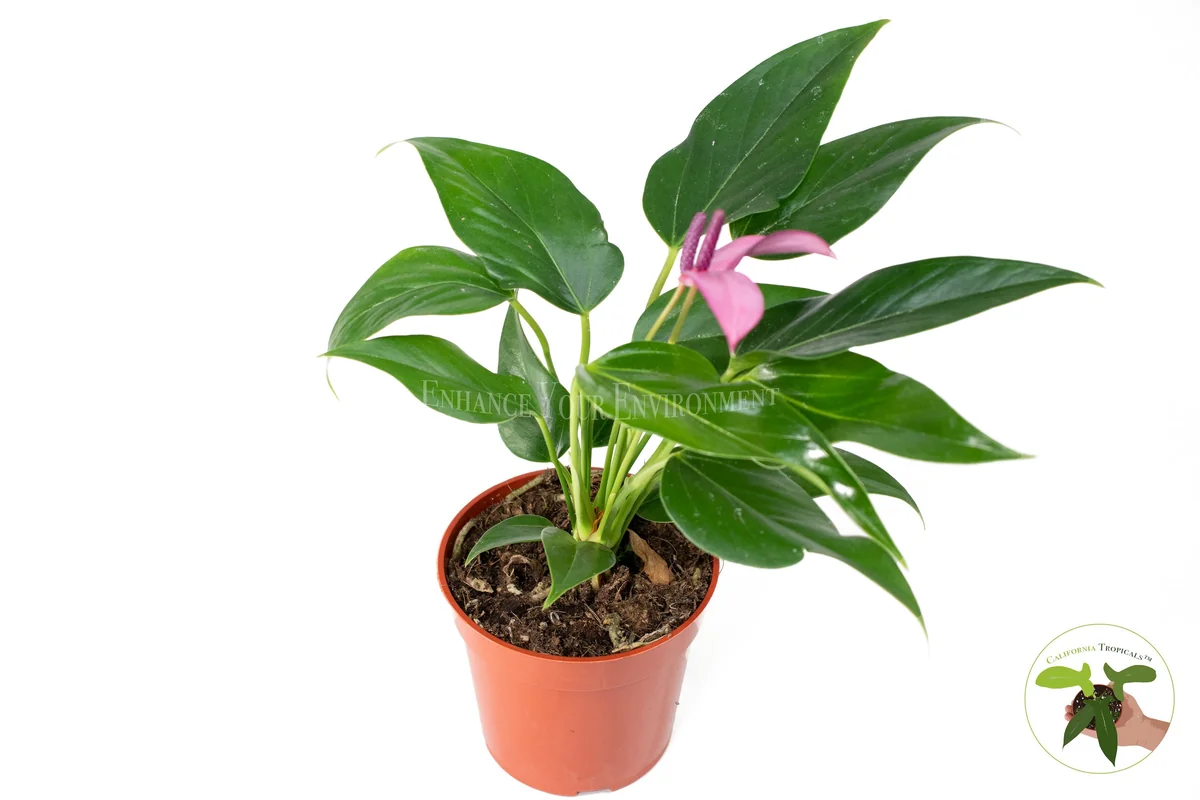 Anthurium Live Plant – 4 inch Potted Tropical Houseplant – Indoor Flowering Plant - Image 9