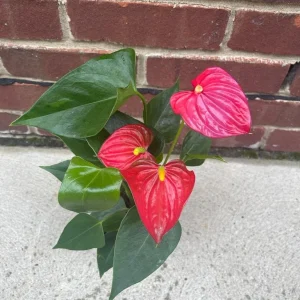Anthurium Live Plant 4