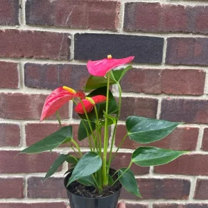 Anthurium Live Plant 4
