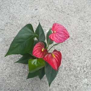Anthurium Live Plant 4