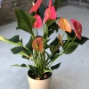 Anthurium Live Plant - 6 inch Potted Houseplant - Easy Care Indoor Flower - Image 1