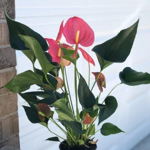 Anthurium Live Plant - 6 inch Potted Houseplant - Easy Care Indoor Flower - Image 2