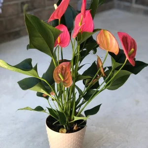 Anthurium Live Plant - 6 inch Potted Houseplant - Easy Care Indoor Flower - Image 1