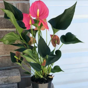 Anthurium Live Plant - 6 inch Potted Houseplant - Easy Care Indoor Flower - Image 6