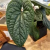 Anthurium Luxurians Starter Plant - Live Rare Aroid Houseplant - Image 1