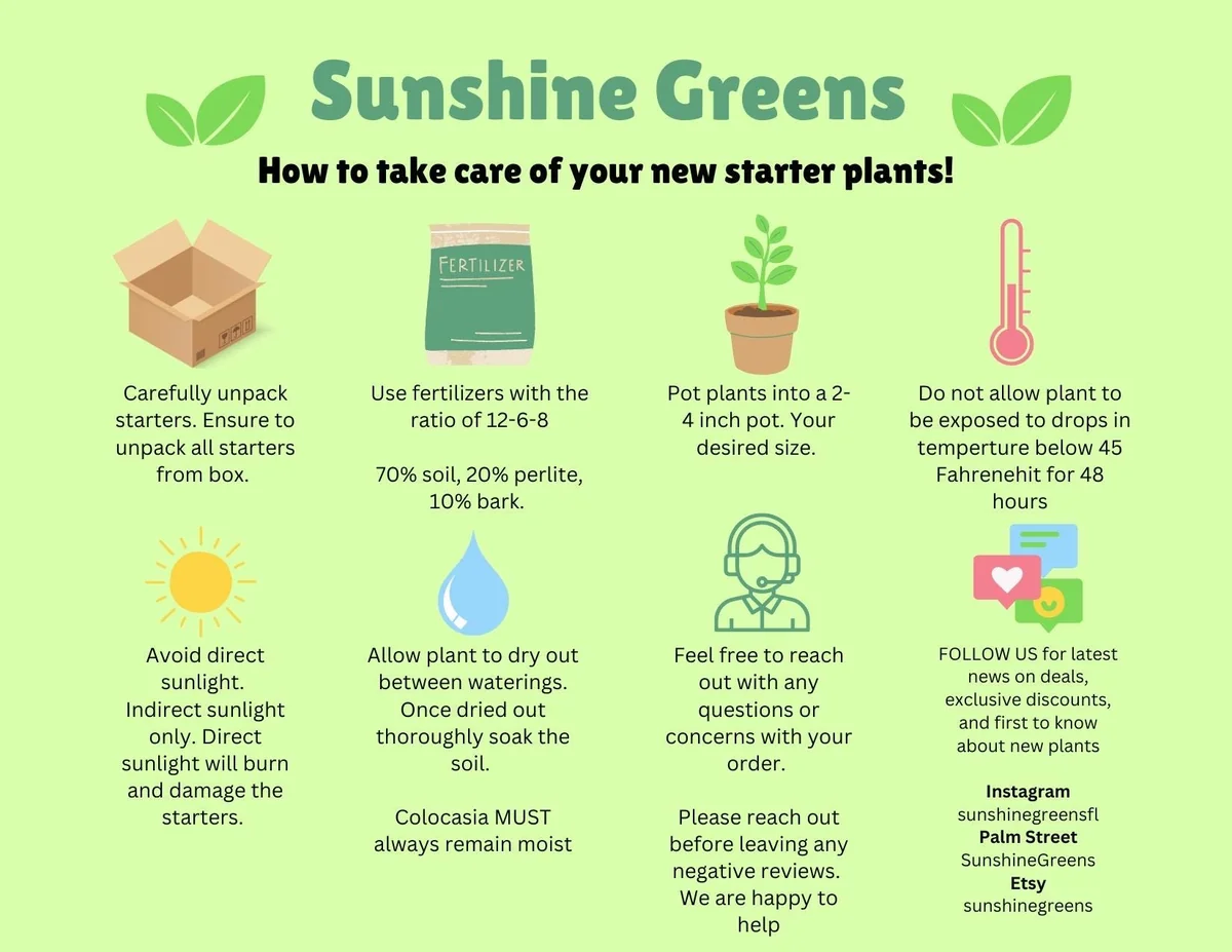 Anthurium Luxurians Starter Plant - Live Rare Aroid Houseplant - Image 2