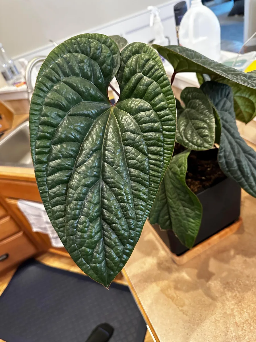 Anthurium Luxurians Starter Plant - Live Rare Aroid Houseplant - Image 1