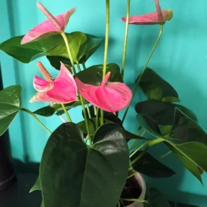 Anthurium Pink Heart Starter Plant - Live Houseplant for Indoor Decor - Image 1