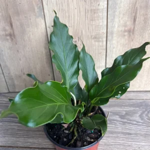 Anthurium Plowmanii Live Plant – 6 inch Pot – Exotic Indoor Houseplant - Image 4