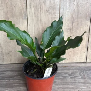 Anthurium Plowmanii Live Plant – 6 inch Pot – Exotic Indoor Houseplant - Image 9