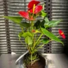 Anthurium Red Heart Live Plant - Indoor Houseplant Starter - Image 1