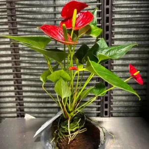 Anthurium Red Heart Live Plant - Indoor Houseplant Starter - Image 1