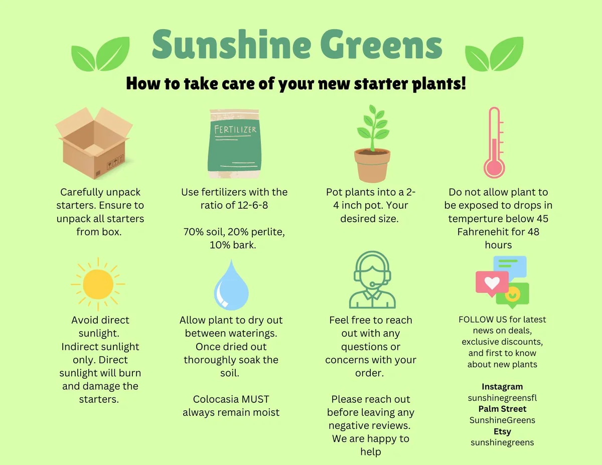 Anthurium Veitchii Starter Plant - King Anthurium Live Houseplant - Image 2